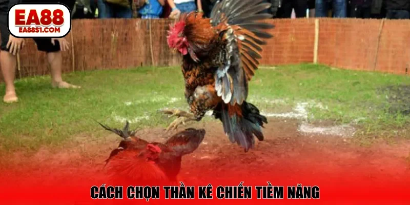 Cách chọn thần kê chiến tiềm năng