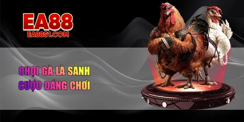 Chọi gà là sảnh cược đáng chơi