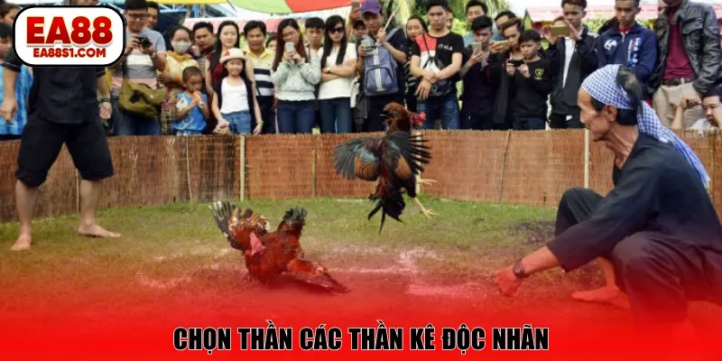 Chọn thần các thần kê độc nhãn
