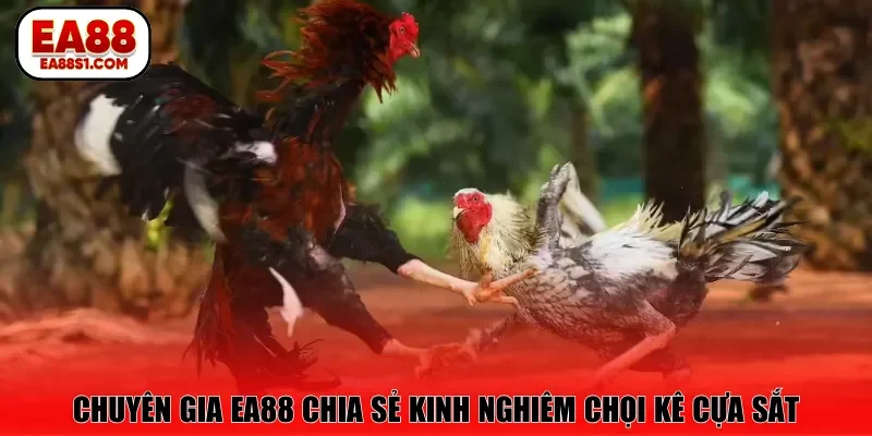 Chuyên gia EA88 chia sẻ kinh nghiêm chọi kê cựa sắt