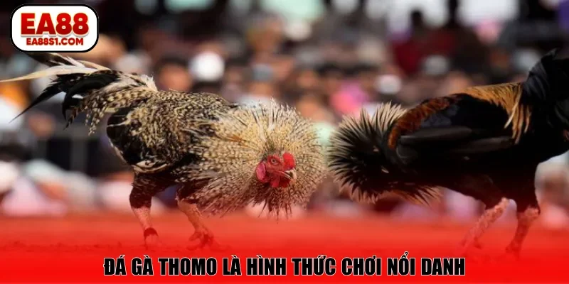 Đá gà Thomo là hình thức chơi nổi danh