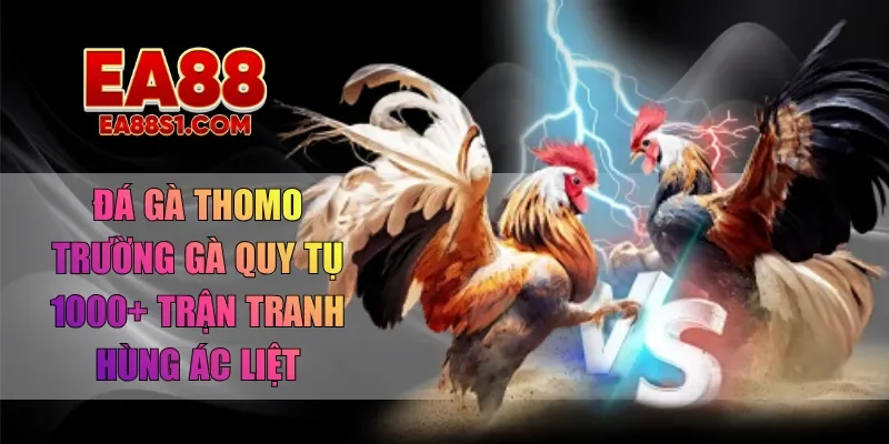 đá gà thomo