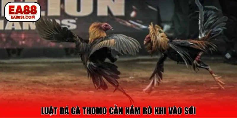 Luật đá gà Thomo cần nắm rõ khi vào sới