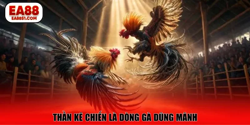 Thần kê chiến là dòng gà dũng mãnh