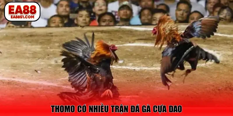 Thomo có nhiều trận đá gà cựa dao