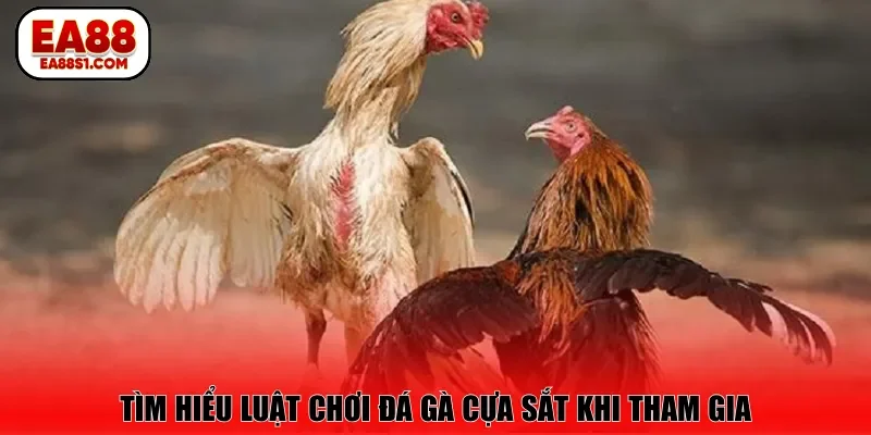 Tìm hiểu luật chơi đá gà cựa sắt khi tham gia